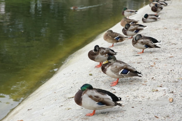 Eenden bij het meer in het park