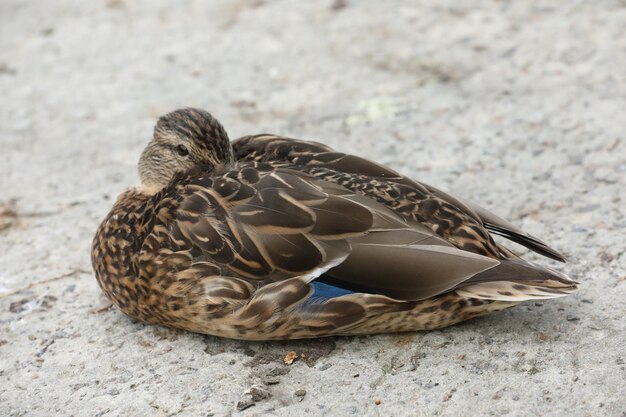 Eenden bij het meer in het park