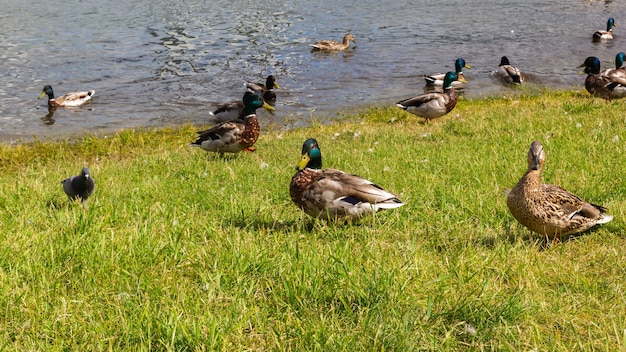 Eenden en duiven op groen gras tegen de lucht