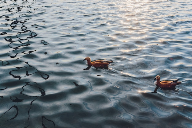 Eenden en een mannetjeseend zwemmen op water in een vijver.