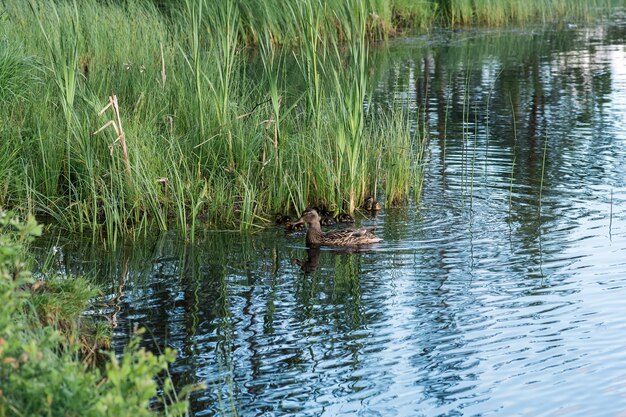 Eenden en eendjes zwemmen in een klein meer tussen rietjes.