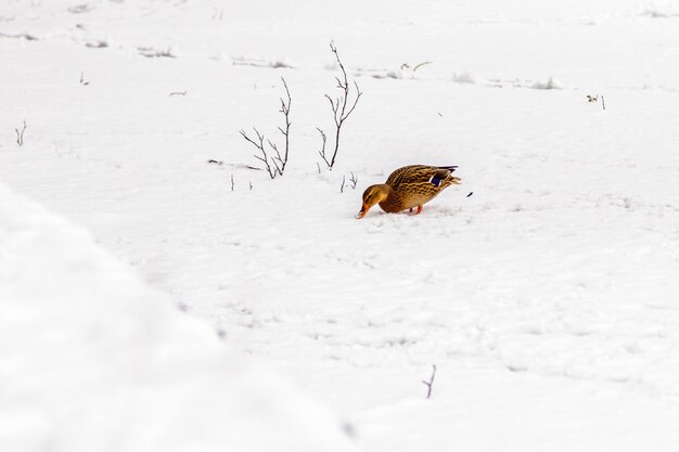 Eenden en woerds lopen op sneeuw en op een bevroren meer