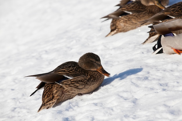 eenden in de winter