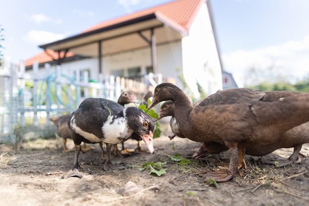 Foto eenden in een hok op een boerderij