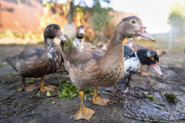 Eenden in een hok op een boerderij