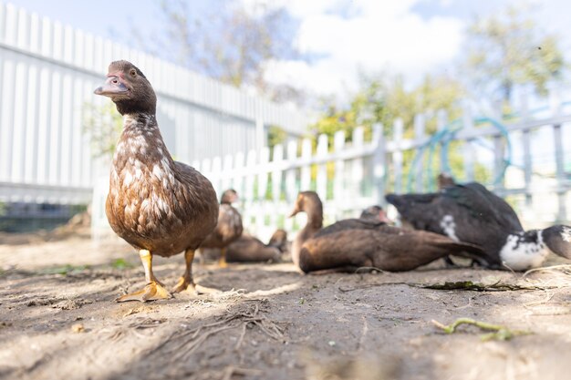 Eenden in een hok op een boerderij