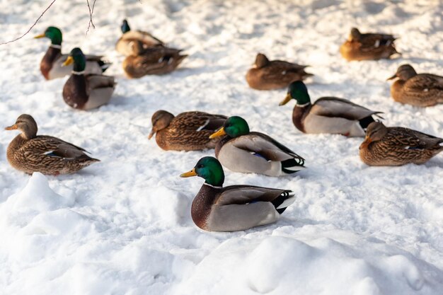 Eenden in een openbaar winterpark. Eendenvogels staan of zitten in de sneeuw. Migratie van vogels.