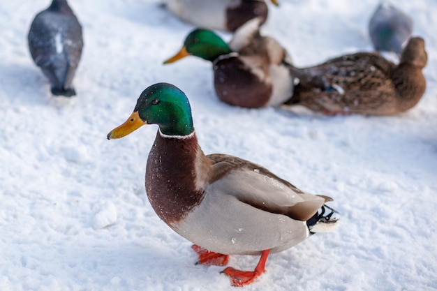 Eenden in een openbaar winterpark. Eendenvogels staan of zitten in de sneeuw. Migratie van vogels.