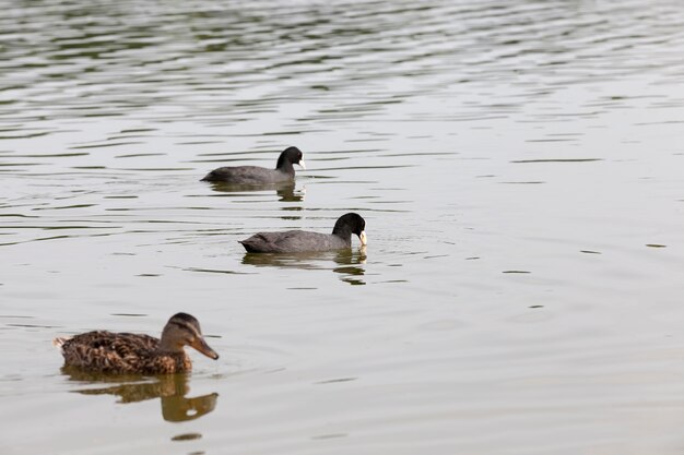 Eenden in hun natuurlijke habitat