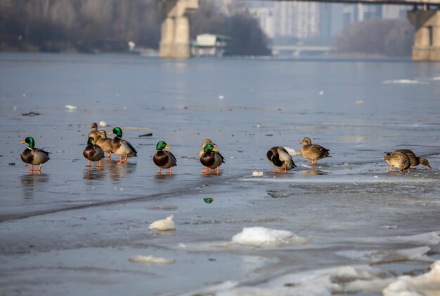 Eenden op de rivier bedekt met ijs