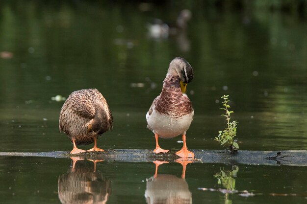 Foto eenden op een meer