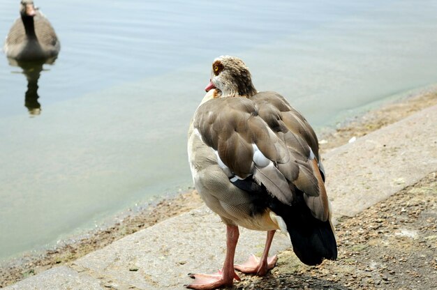 Foto eenden op een meer