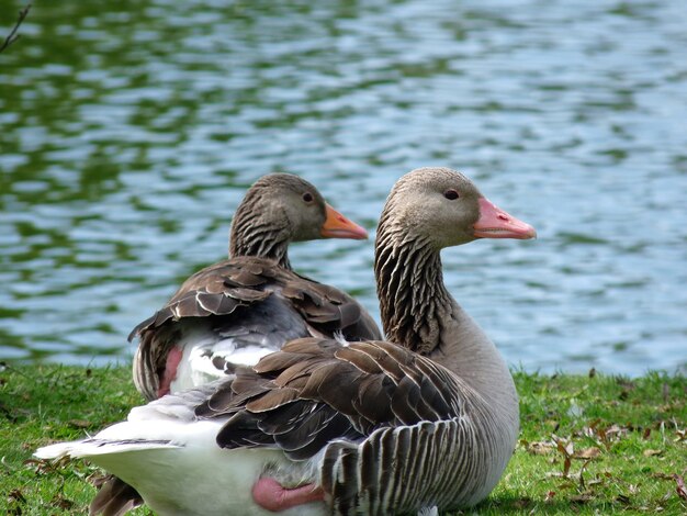 Foto eenden op een meer