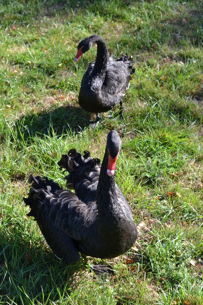 Foto eenden op een veld