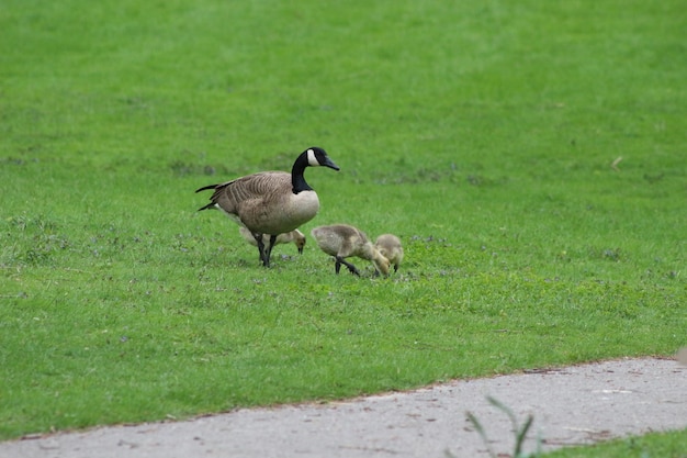 Foto eenden op een veld