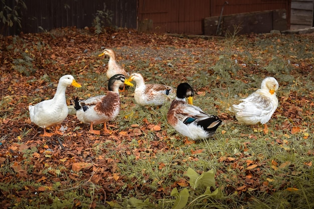 Eenden op het gras en de herfstbladeren