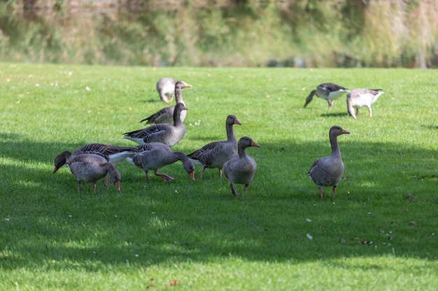 Foto eenden op het grasveld