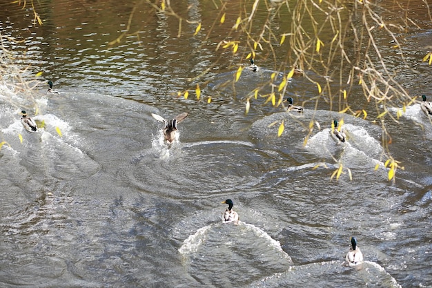 Eenden op het meer in de winter een kudde eenden bereidt zich voor om naar warme landen te vliegen wilde eenden winter op een warme vijver veel vogels op de vijver