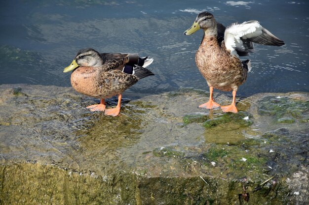 Foto eenden op het meer