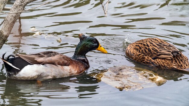 Eenden vangen vis in het water