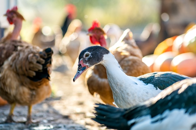 Eenden voeden zich met traditioneel boerenerf. Detail van een eendenkop. Sluit omhoog van watervogel die zich op schuurwerf bevindt. Vrije uitloop pluimveehouderij concept.