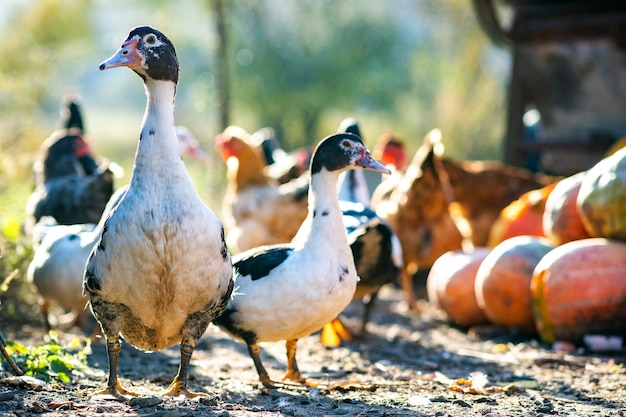 Eenden voeden zich met traditioneel boerenerf. Detail van een eendenkop. Sluit omhoog van watervogel die zich op schuurwerf bevindt. Vrije uitloop pluimveehouderij concept.