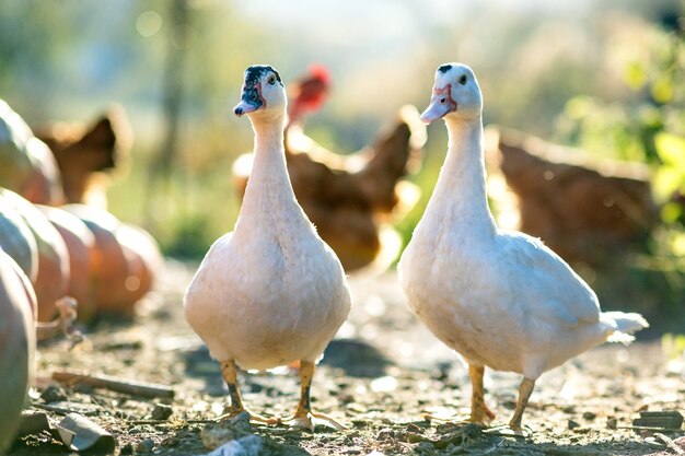 Eenden voeden zich met traditioneel boerenerf. detail van een eendenkop. sluit omhoog van watervogel die zich op schuurwerf bevindt. vrije uitloop pluimveehouderij concept.