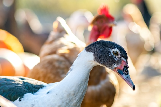 Eenden voeden zich met traditioneel landelijk boerenerf