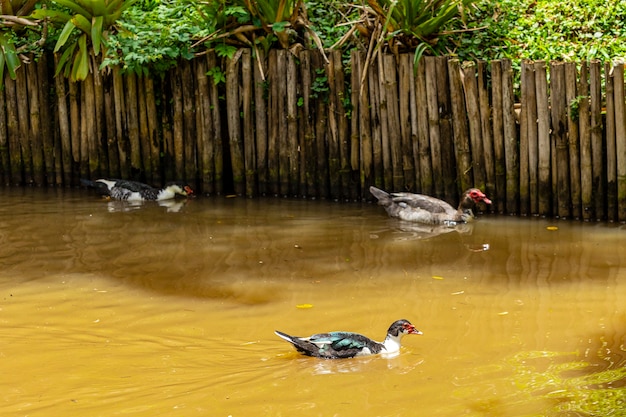 Eenden zwemmen in de vijver op de boerderij.