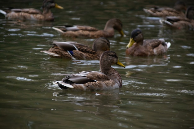 Eenden zwemmen in de vijver van het stadspark.