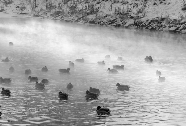 Eenden zwemmen in een meer met mist op de achtergrond