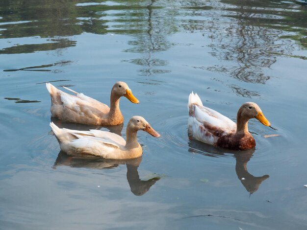 Eenden zwemmen in een vijver op een boerderij in Yilan