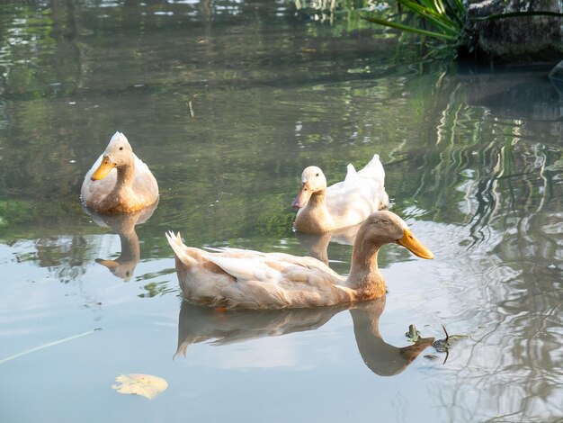 Foto eenden zwemmen in een vijver op een boerderij in yilan