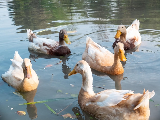 Eenden zwemmen in een vijver op een boerderij in Yilan