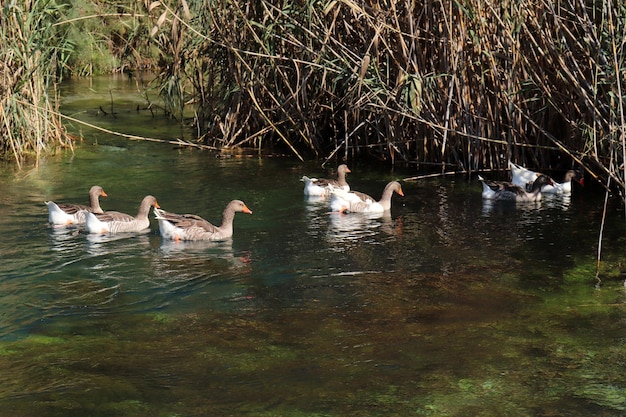 Eenden zwemmen in het meer Wildlife in het meer