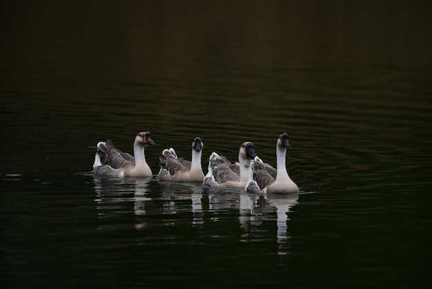 Foto eenden zwemmen in het meer