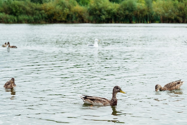 Eenden zwemmen op het meer in het park