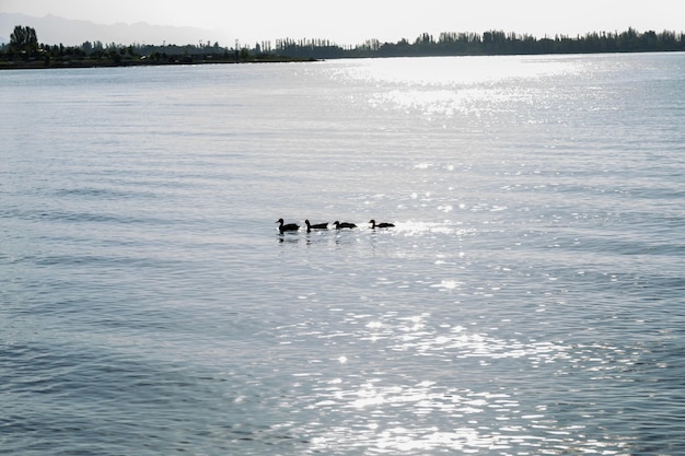 Eendenfamilie die in het meer zwemmen