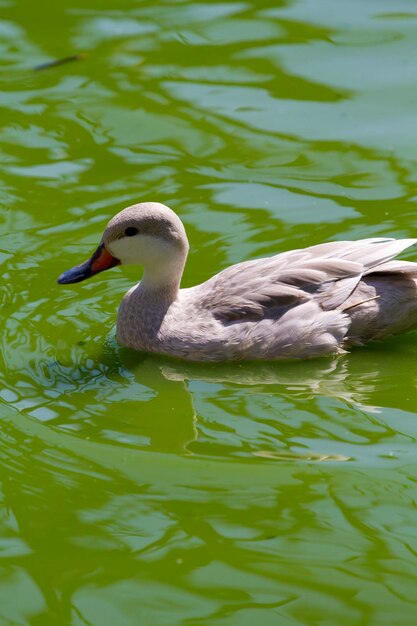 Eendenfamilie die vrolijk zwemt in een rivier van groen water