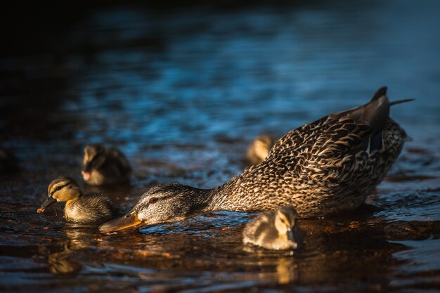 Eendenfamilie met eendenkuikens in Vyborg, Rusland