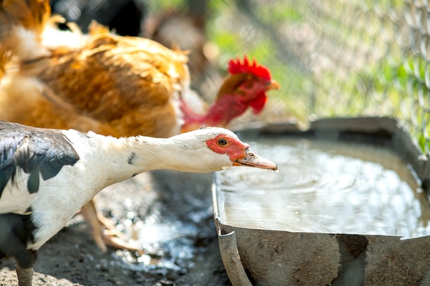 Eendenvoer op traditioneel landelijk boerenerf. Detail van een watervogel drinkwater op boerenerf. Vrije uitloop pluimveehouderij concept.