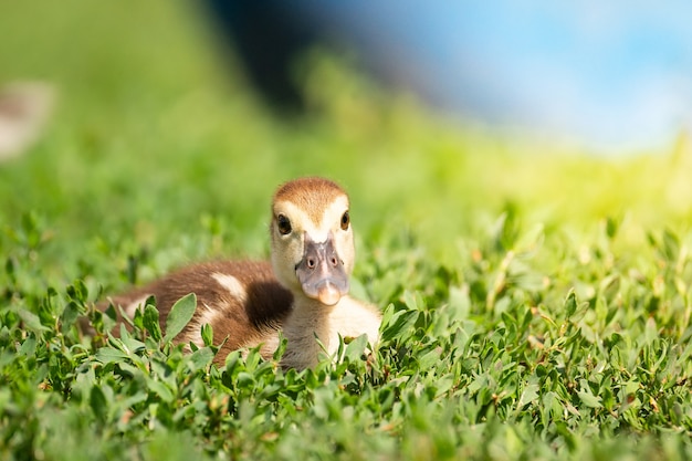 Eendje op het gras