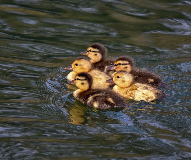 Eendjes in een meer.