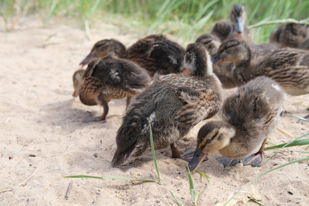 Eendjes kwamen uit een met gras begroeid beekje om te eten