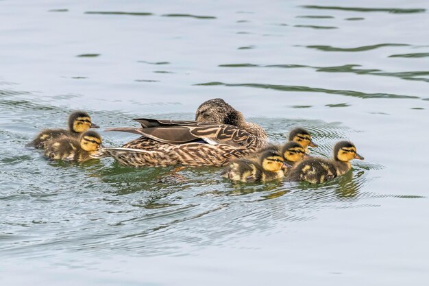 Eendjes zwemmen Mallard Duck Baby's op het wateroppervlak