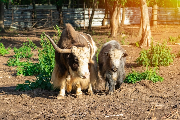 Eenhoornige tamme jak op een boerderij met een kalf