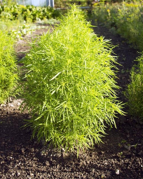 Eenjarige cipres groene cipresstruik decoratieve struik voor de tuin kohia