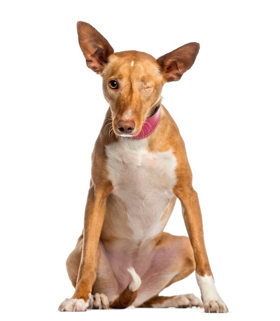 Eenogige Ibizan Hound geïsoleerd op wit