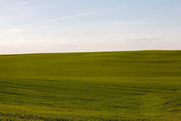 Eenvoudig gras onkruid op het veld in het zomerseizoen