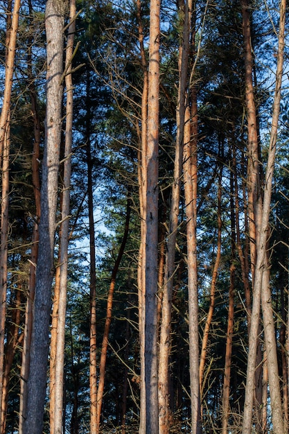 Eenvoudige pijnbomen die in de zomer in het bos groeien